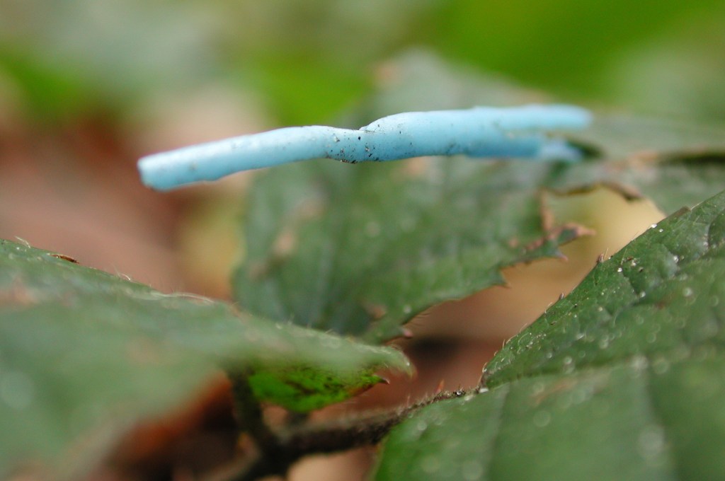 that is how twigs sense the lively trees