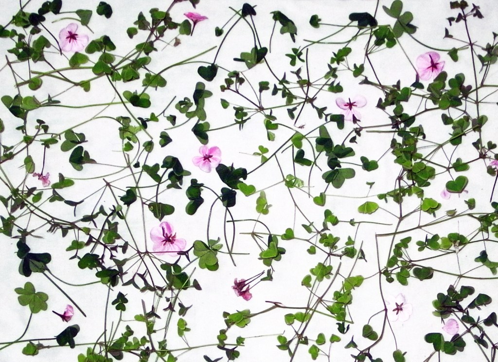 may you be in clover my love