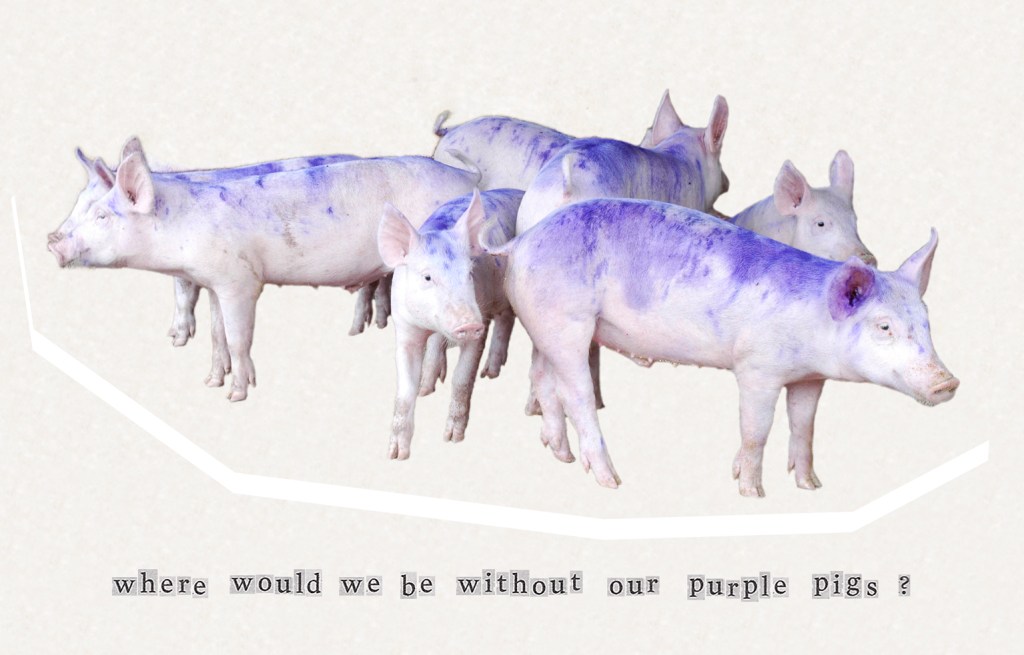 where would we be without our purple pigs