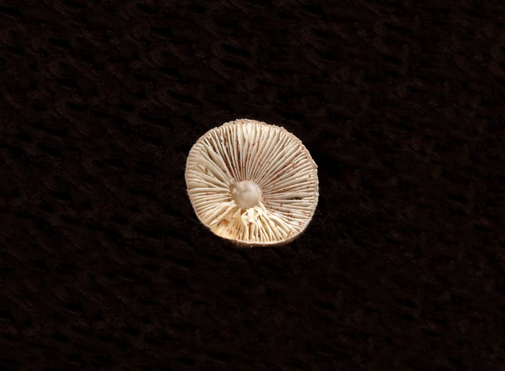 button me on your coat