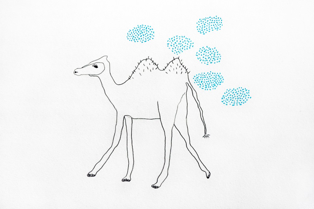 camels dont need rain