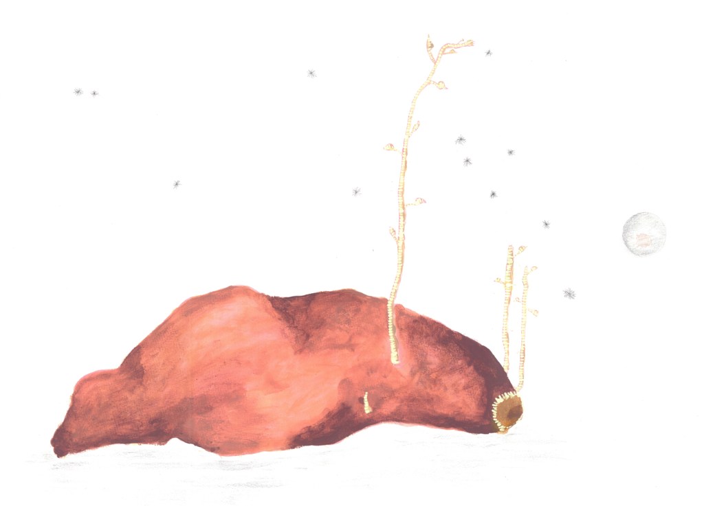 a sweet potato for saint jude