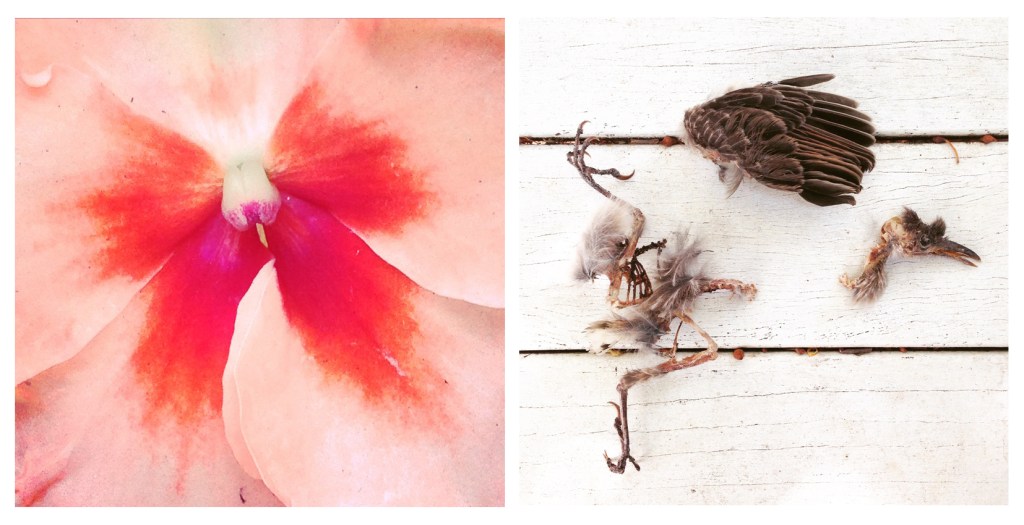 Once a bird...now a butterfly