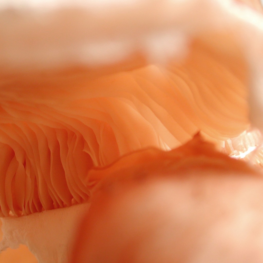 Sliding Towards Universal Orgasm